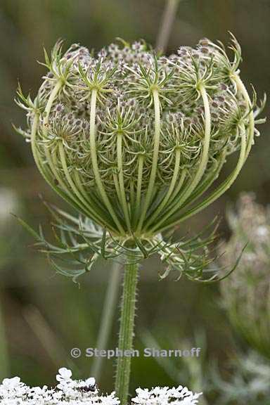 daucus carota 13 graphic